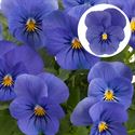 Afbeelding van Viola P9 kleinbloemig True Blue